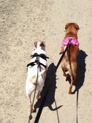 Mutts Match Seattle