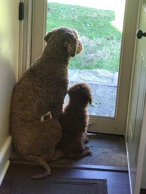 W Caln Veterinary Clinic & Mobile Veterinary Srvce