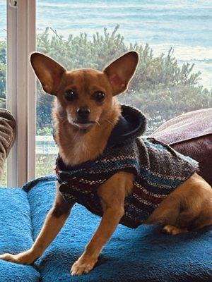 Portland Vet House Calls