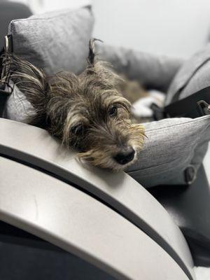 Animal Emergency Hospital & Urgent Care