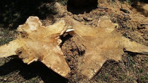 We offer stump removal and grinding services to those in College Station Texas