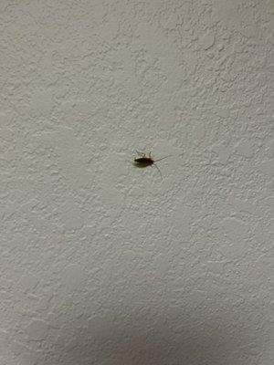 Roach on kitchen wall