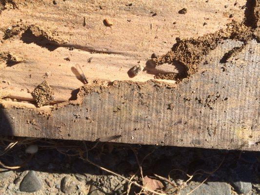 Redwood Termite Control