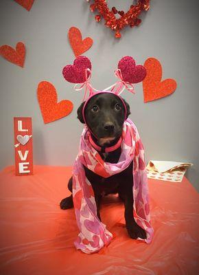 Unlimited Pawsibilities