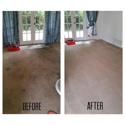 Novela's carpet cleaning