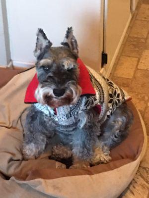 Mountain High Miniature Schnauzers