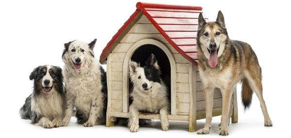 Angel Wings Pet Service