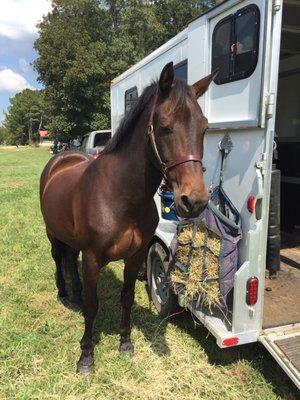 El Gezira Riding Academy