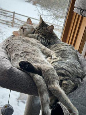 Tesla’s Pet Sitting Dog Walking