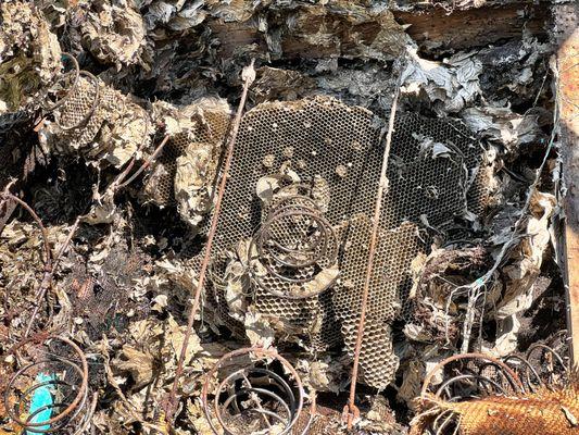 Yellow Jacket Hive in the bottom of an old sofa.