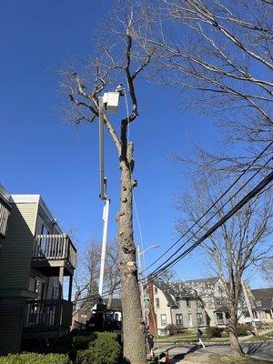 D LaMont Tree Care, LLC