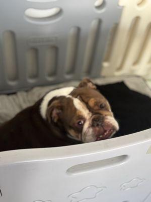 A&M Mobile Dog Grooming