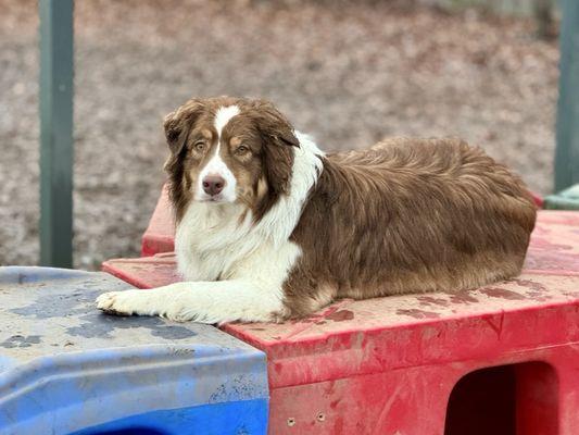 Reynolds Dog Resort & Training Center