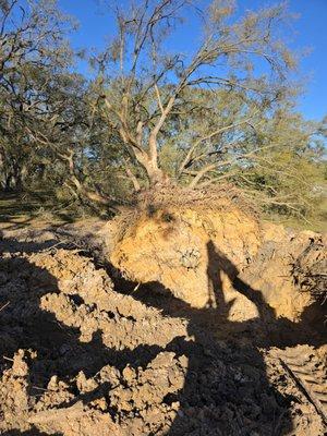 TLC Tree Service And Land Clearing