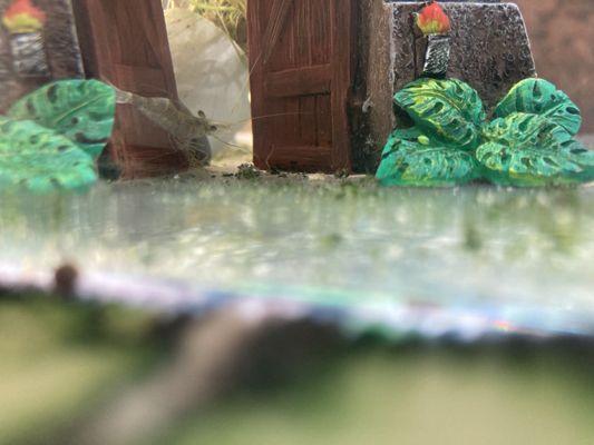 Nautilus Tropical Fish