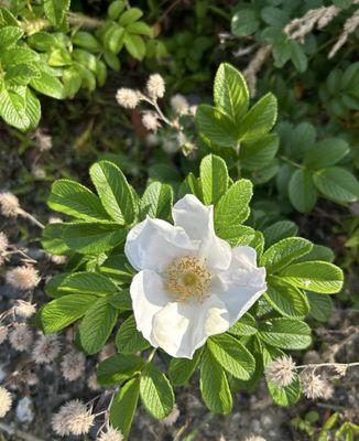 Giant's Stairs Trail