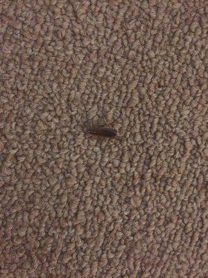 And the walls and the ceilings are cardboard thin so you can even hear the neighbors farting.