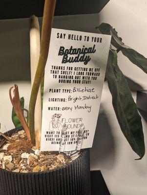 Free Loaner plants for your room.