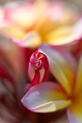 Koko Crater Botanical Garden