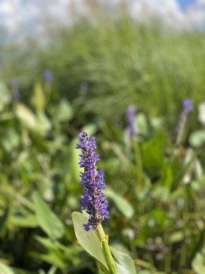 Water Walker Kayak & SUP Basin Pond Outdoors