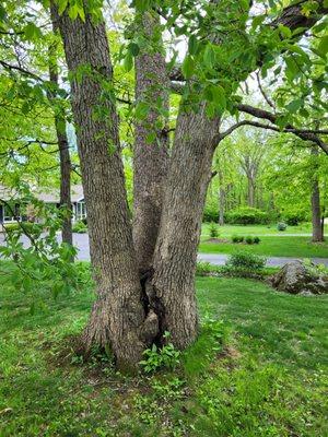 Russ's Tree Service
