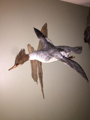 Ridings Taxidermy