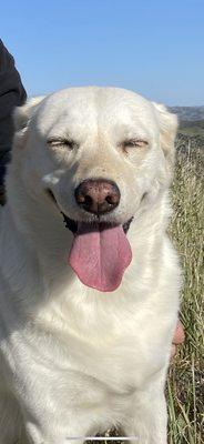 Santa Barbara Pet Hospital