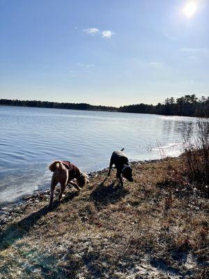 Brittany’s Pet Service