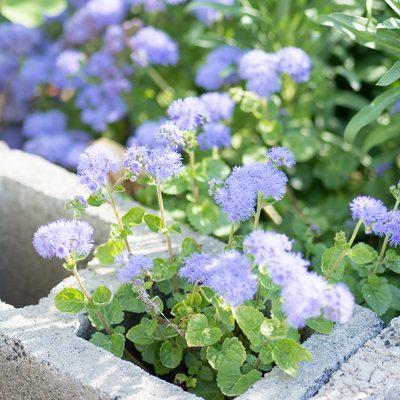 Blue Ageratum blooms in concrete planters.