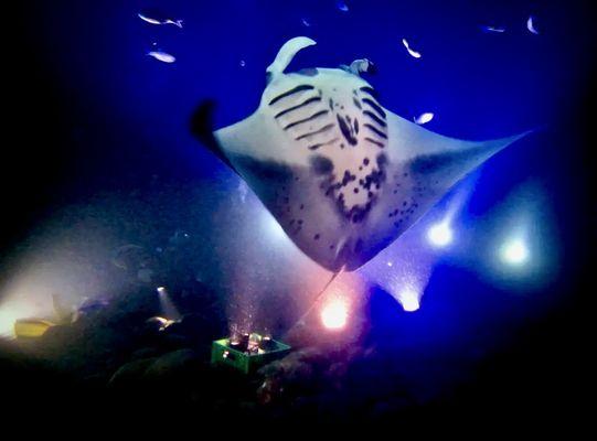 North shore forms part of Garden Eel Cove (aka Manta Ray Heaven); 1/3 of Big Island's night snorkeling spots.