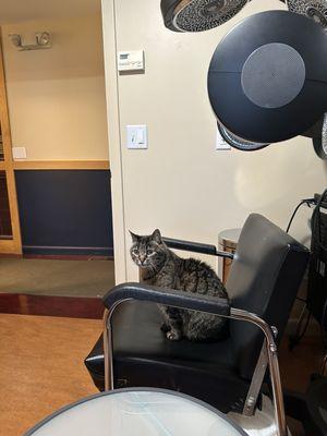 Kitty loves it. My 2 decades of hairstyling successes seemed silly to document ^_^*