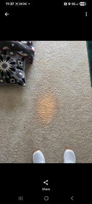 Bleach Damage Close Up