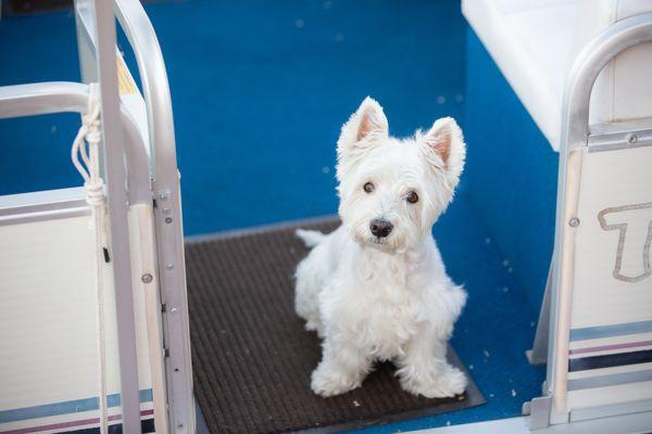 pix of Harley I sent with the short look we liked for him