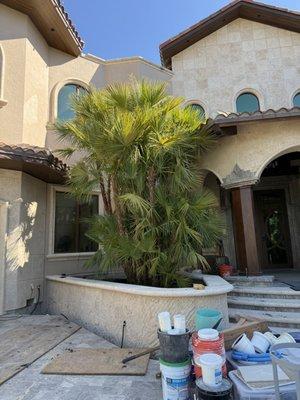 We installed Everglade (Paurotis) Palms