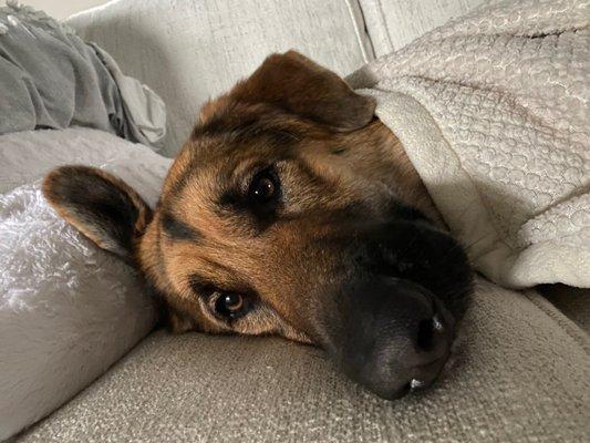 Petcare Hospital & Wellness Center