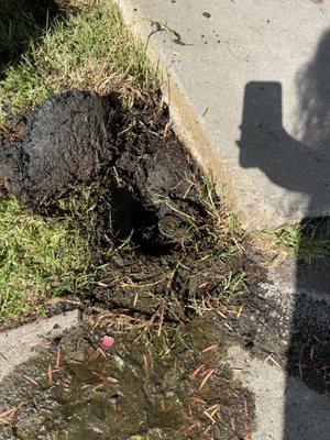 Ramiro Nunez Landscaping & Maintenance