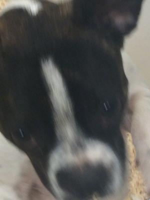 Kessler Pet and Home Sitting