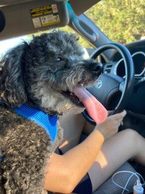 Doggy Paws For A Cause