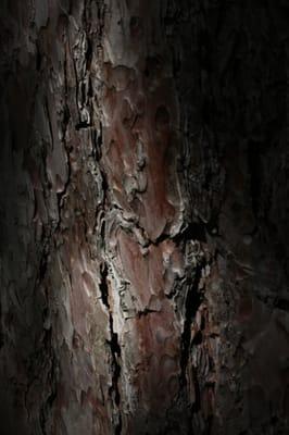 Fallison Lake Nature Trail