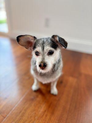 Integrative Pet Wellness Center