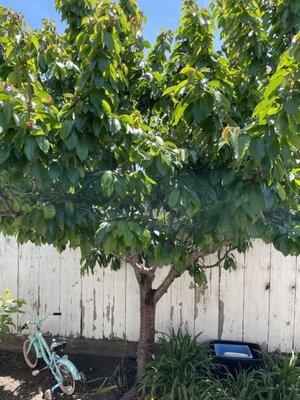 Russell Auria Pest Control