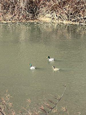 Crafton Creekside Trail