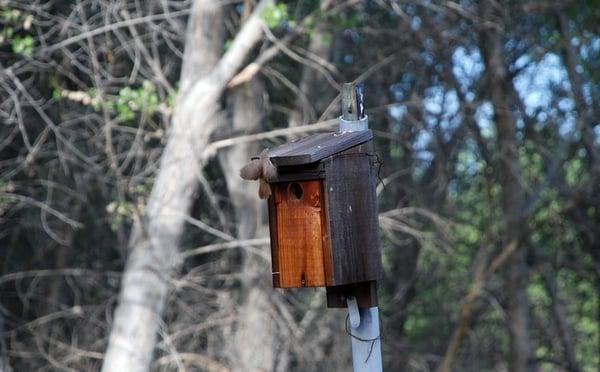 Bird landing on its nesting box