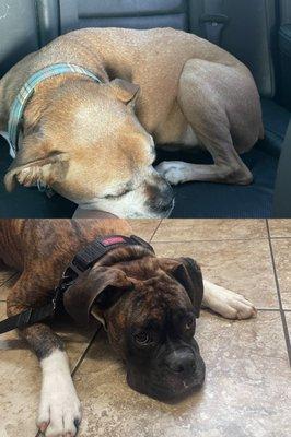 Cypress Lake Animal Hospital