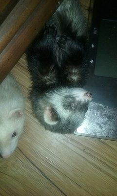 Aunt Beatrices Animal Sitting