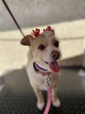 Juliet’s Dog Grooming