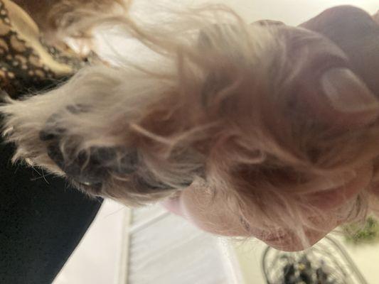 Wesleyan Animal Hospital