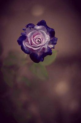 Santiago Mountain View Estates