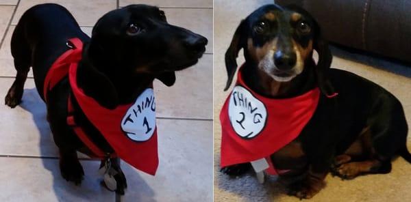 Thing 1 & Thing 2 bandanas.