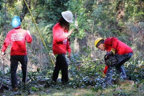 Todd Pate Tree Service